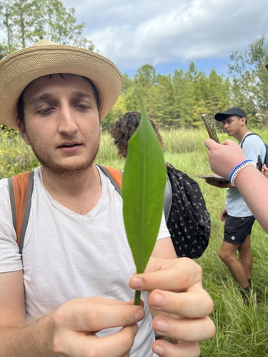 What is this plant?