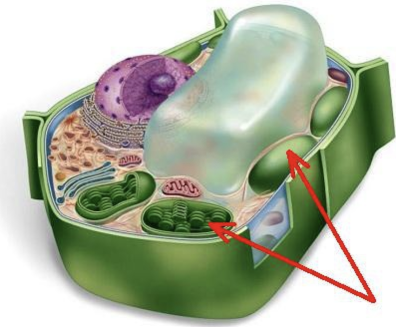<p>Chloroplasts in leaves absorb sunlight for photosynthesis, which helps the plant make food.</p>
