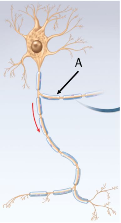 <p>name the outer covering indicated by the arrow labeled A</p>