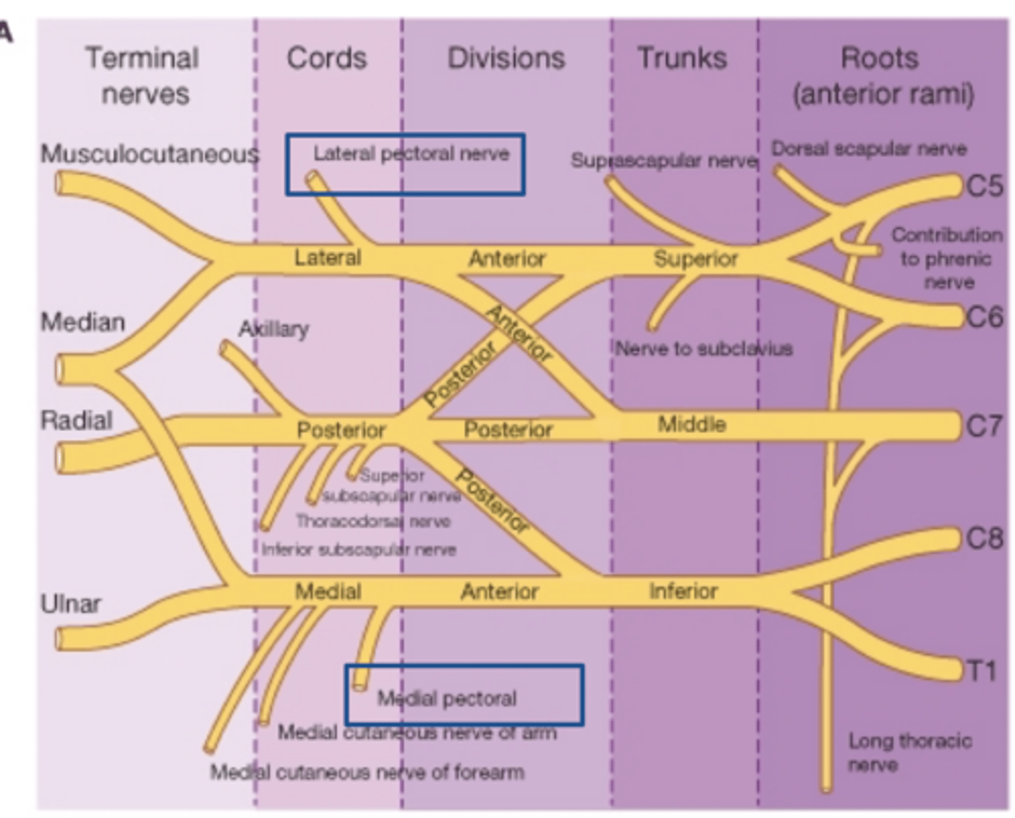 <p>medial cord</p>