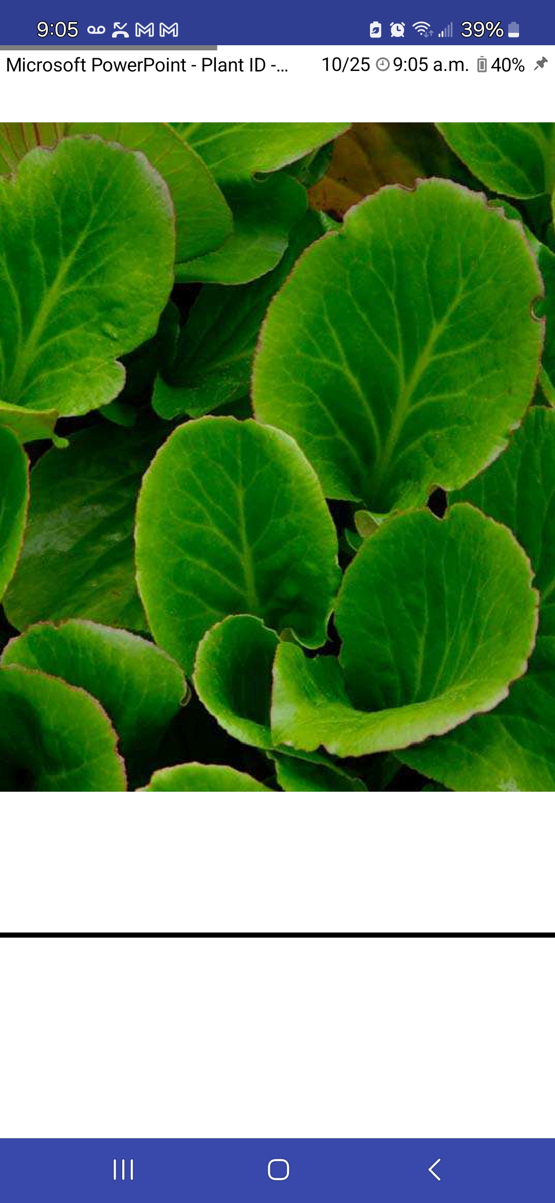 <p>Heartleaf bergenia</p>
