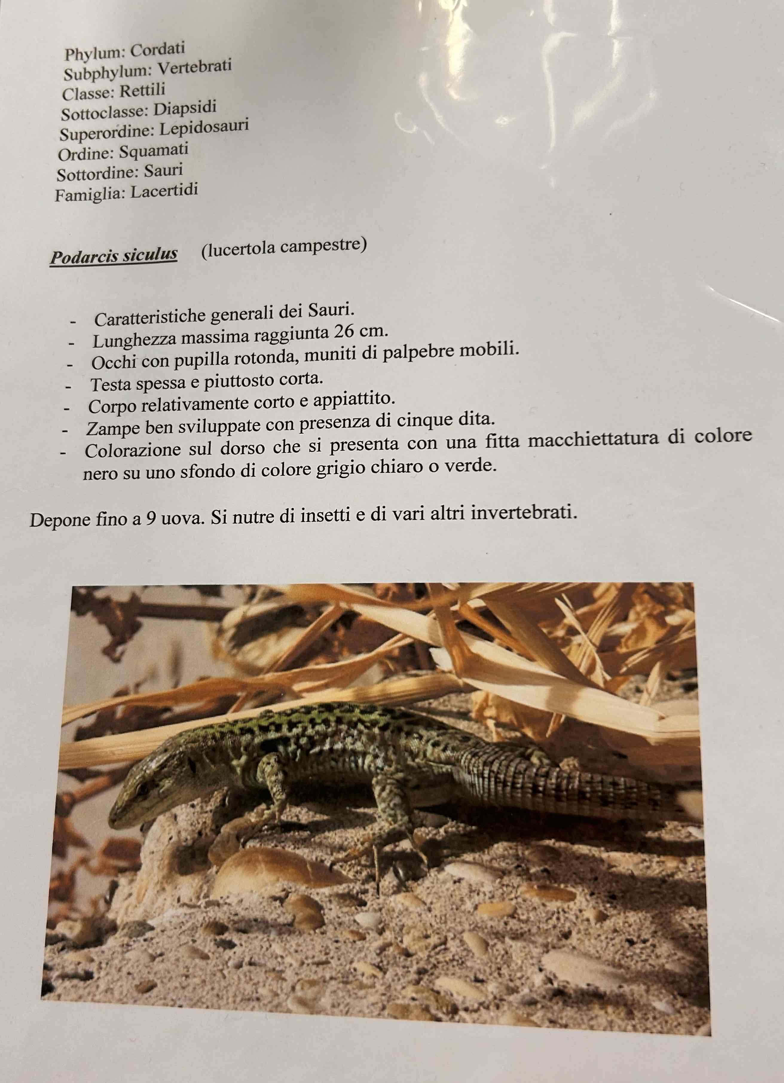 <p>Cordati</p><p style="text-align: start">Vertebrati</p><p style="text-align: start">Gnatostomi</p><p style="text-align: start">Tetrapodi</p><p style="text-align: start">Rettili</p><p style="text-align: start">Lepidosauria</p><p style="text-align: start">Squamati</p><p style="text-align: start">(Sauri)</p><p style="text-align: start">Podarcis siculus (lucertola campestre)</p>