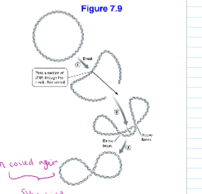 <p>by packing their DNA into a series or loops called <strong>nucleoids </strong>by supercoiling </p>