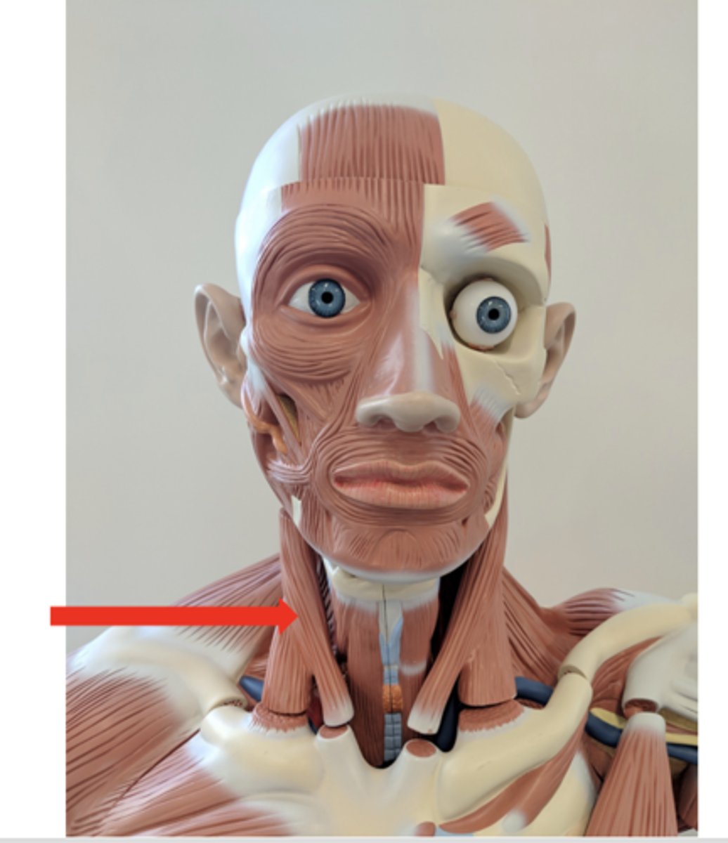 <p>what is this?</p>