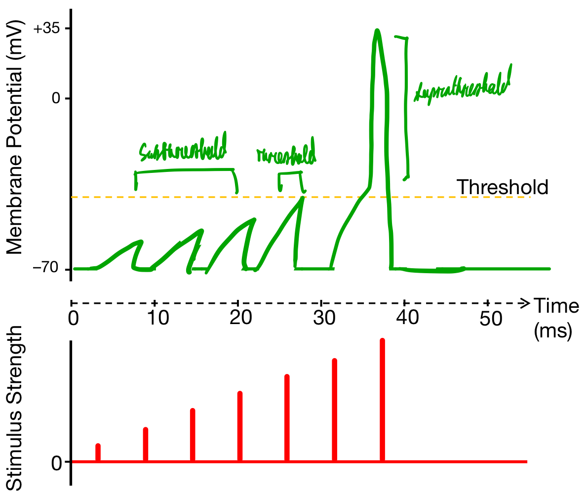 <ol><li><p>Subthreshold stimuli.</p></li><li><p>Threshold stimuli, which produces action potential.</p></li><li><p>Suprathreshold stimuli, which also produces action potential.</p></li></ol>