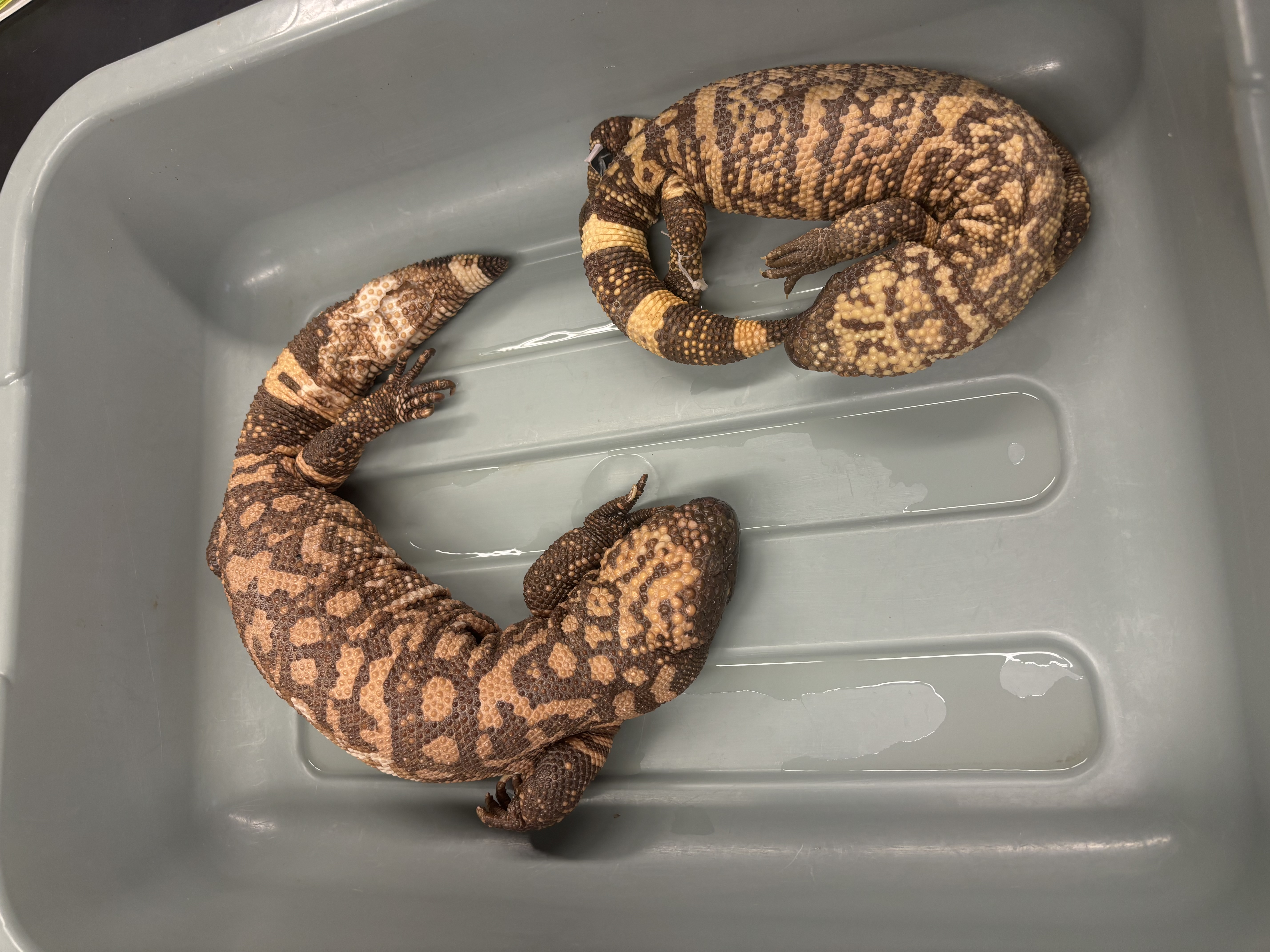 <p>Heloderma suspectum</p>