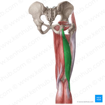 <p>Inerv Bíceps femoral</p>