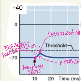 <p>excitatory postsynaptic </p><p>potential</p>