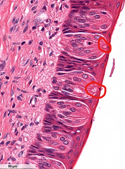 <p>structure</p>