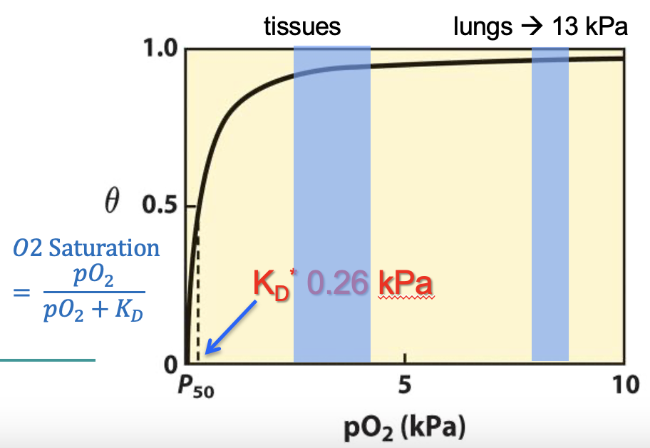 <ul><li><p>KD = <span>dissociation constant </span></p></li><li><p><span>measure of affinity of a protein to its ligand → high affinity = low KD</span></p></li><li><p><span>Mg has a low KD (loves to bind hates to dissociate)</span></p></li><li><p><span>pO2 when 50% of binding sites are bound to O2 = KD</span></p></li></ul><p></p>
