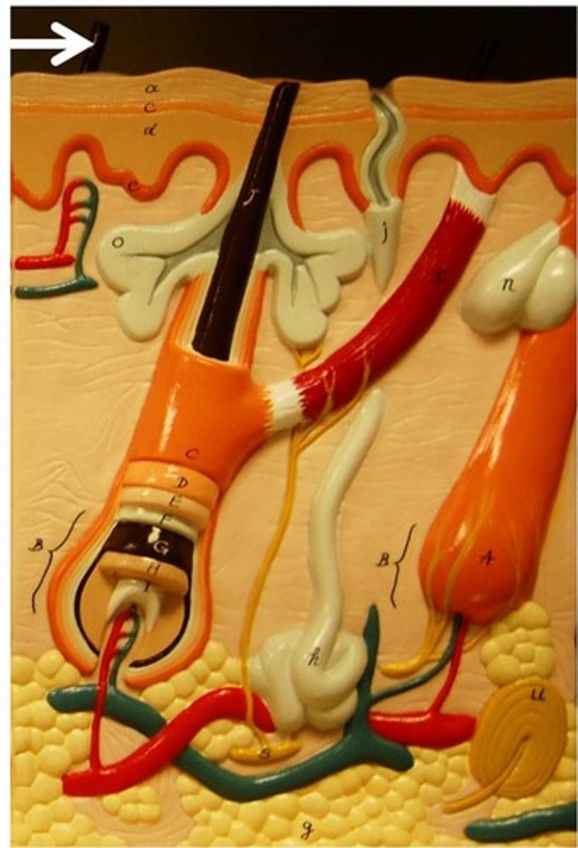 <p>the superficial portion of the hair</p>