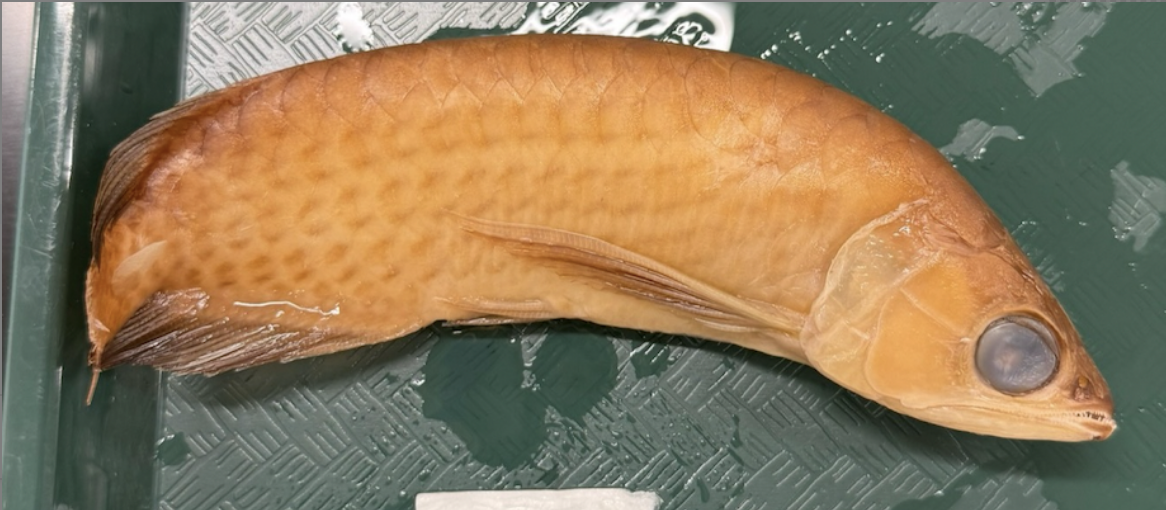 <p>South American Arawana <strong>Family</strong></p>