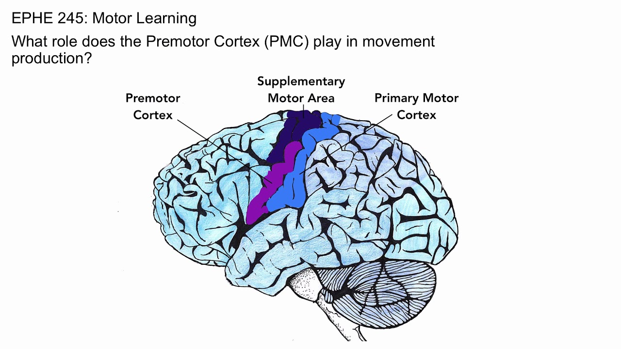 <p>Coordinated Learned Activities (Muscle Memory)</p>