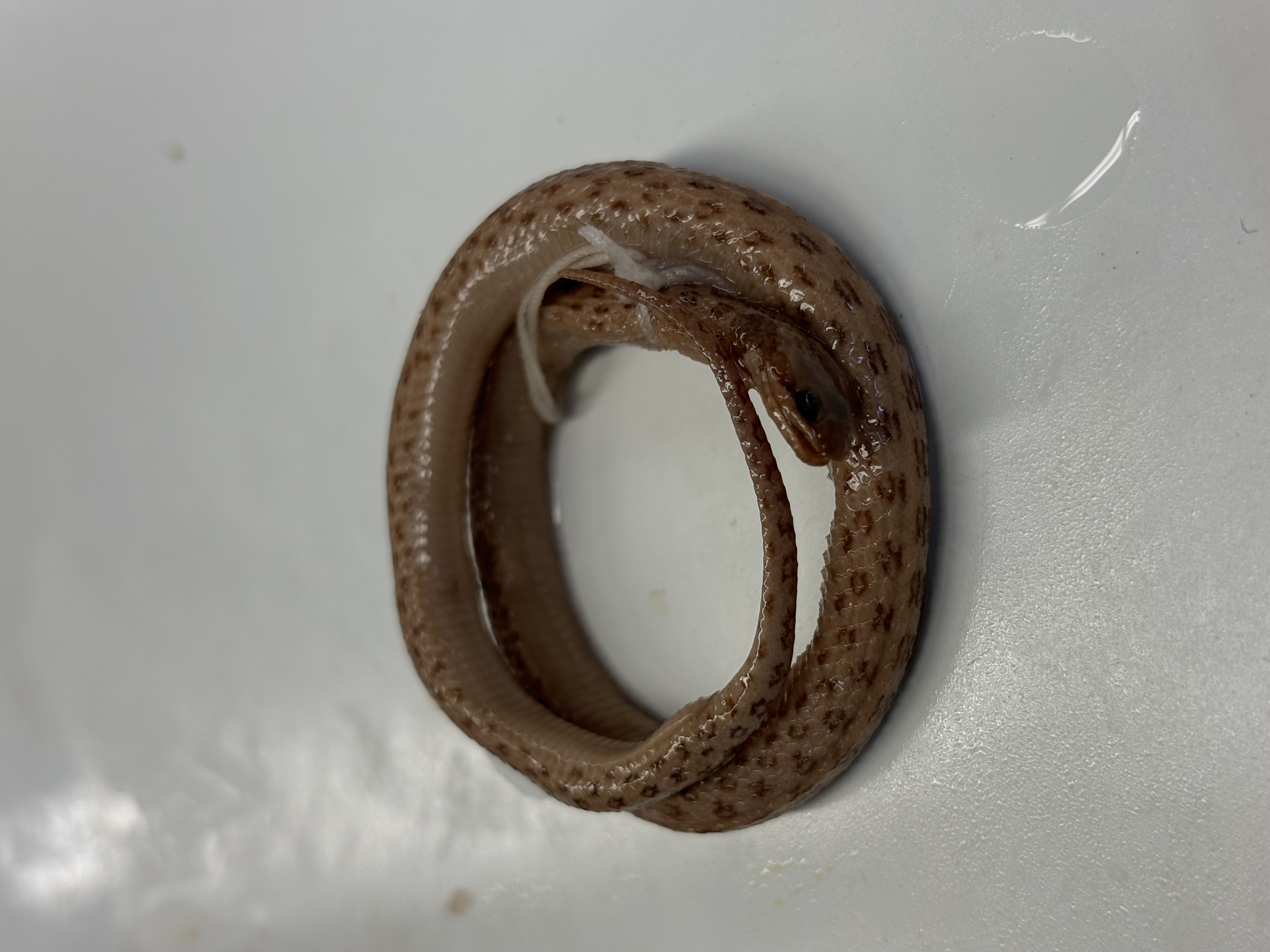 <p>Hypsiglena chlorophaea</p>