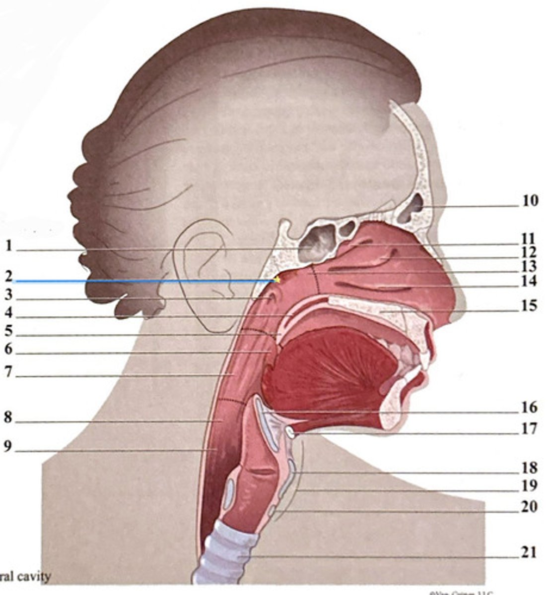 knowt flashcard image