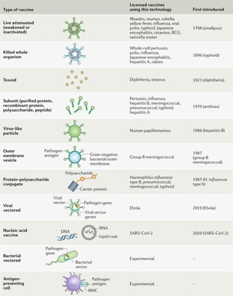 <p>Weakened pathogens that replicate to induce immunity.</p>