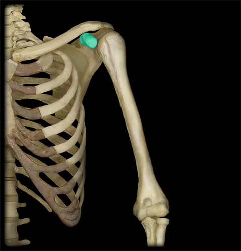 <p>process above the glenoid cavity that permits muscle attachment</p>