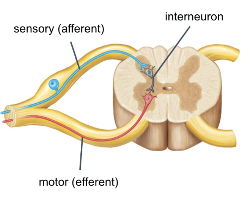 <ul><li><p>sensory neurons (afferent)</p></li><li><p>interneuron</p></li><li><p>motor neurons (efferent)</p></li></ul><p></p>