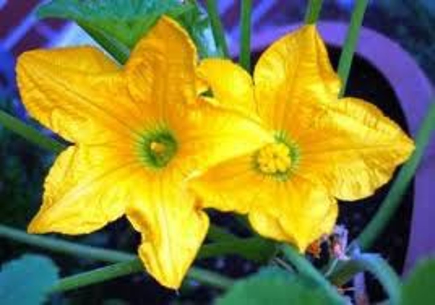 <p>what type of flower is this? (complete or incomplete)</p>