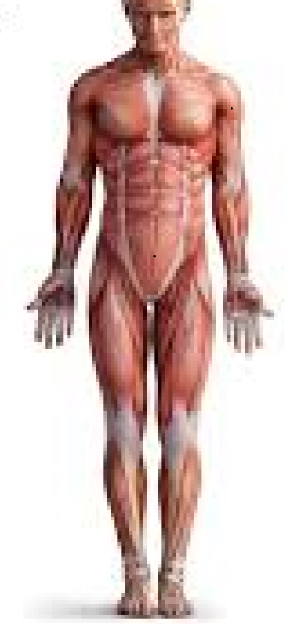 <p>body stands erect, facing forward with arms at the sides, palms facing forward, and feet parallel</p><ul><li><p>allows for consistent communication among health care professionals</p></li></ul><p></p>
