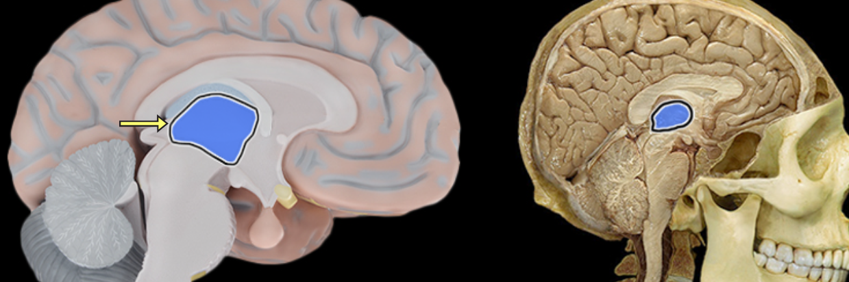 <p>Thalamus</p>