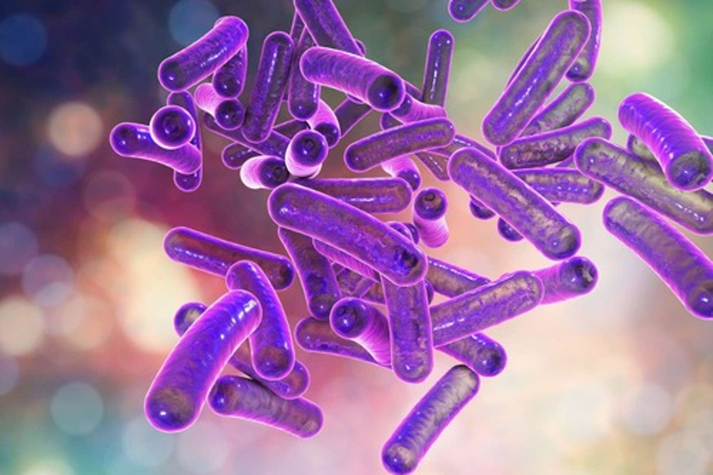 <p>Unicellular- Single Celled; Example: Bacteria, Cyanobacteria (photosynthetic bacteria), Archaea Bacteria</p>