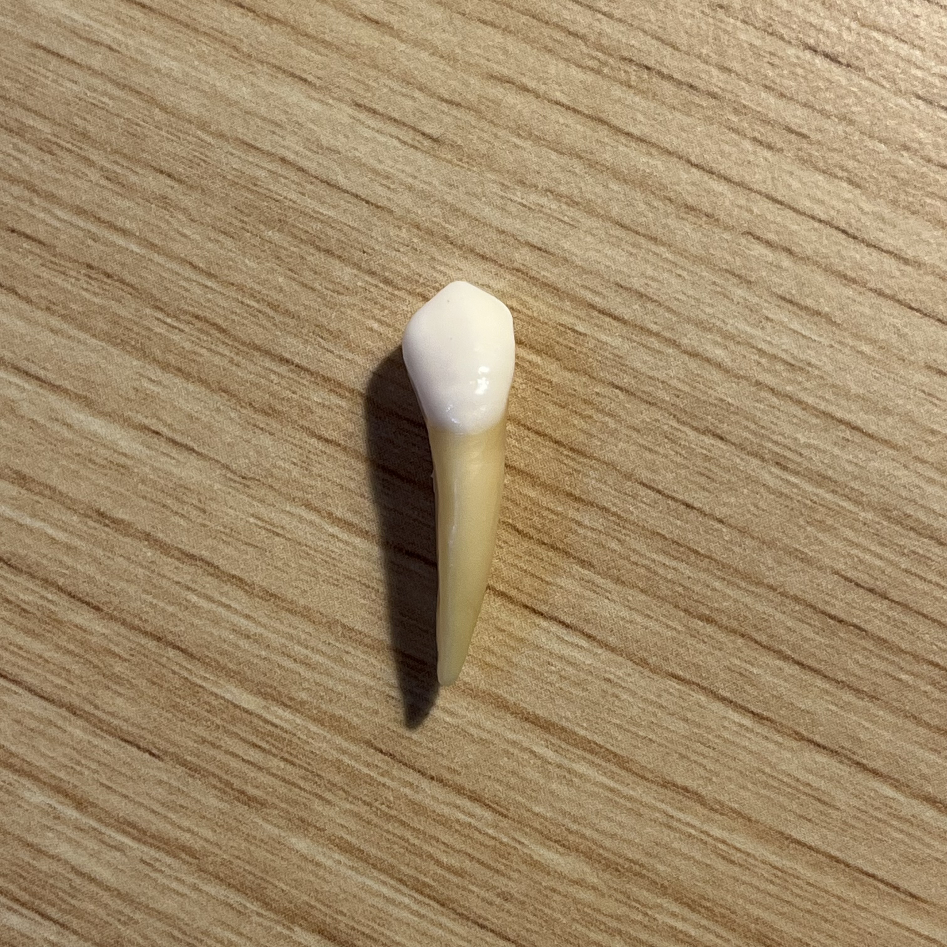 <p>What tooth is this (with view)?</p>