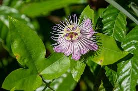 <p>Fringed Passionflower </p>