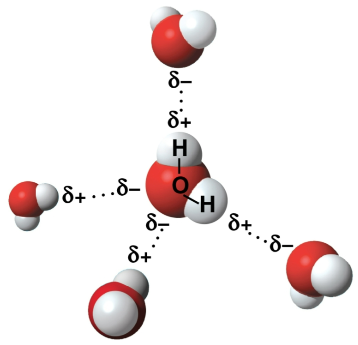 <p>Hydrogen bonds</p>