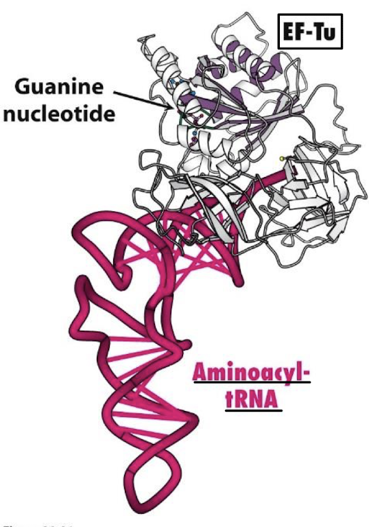 <p>A 43-kd protein, member of the G-protein family. It binds aminoacyl-tRNA only in the GTP form. It delivers the appropriate aminoacyl-tRNA to the A site. It interacts with the 16S rRNA.</p>
