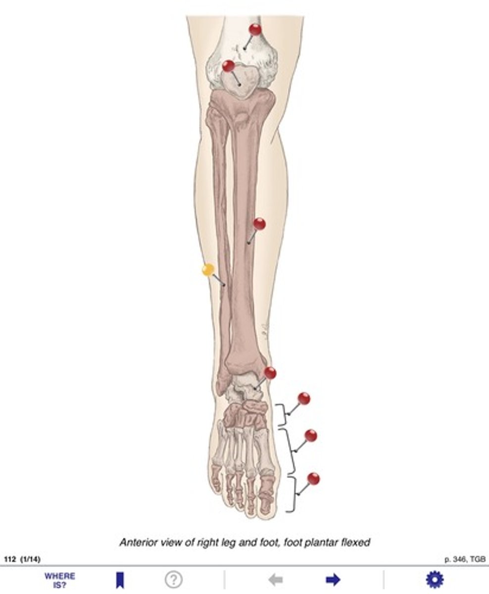 <p>Name the bones at the yellow pin</p>