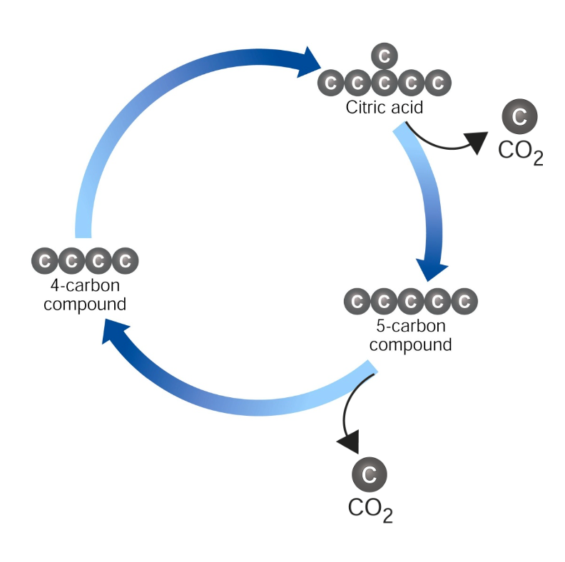<p><span>The Krebs Cycle also produces one of the main products of cellular respiration, carbon dioxide</span></p><p><span>For one turn of the Krebs Cycle, it produces 2 molecules of CO<sub>2</sub></span></p>