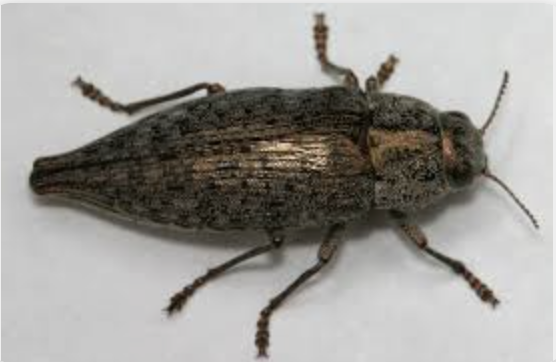 <p>Metallic Wood Borer (flat-headed borer)</p>