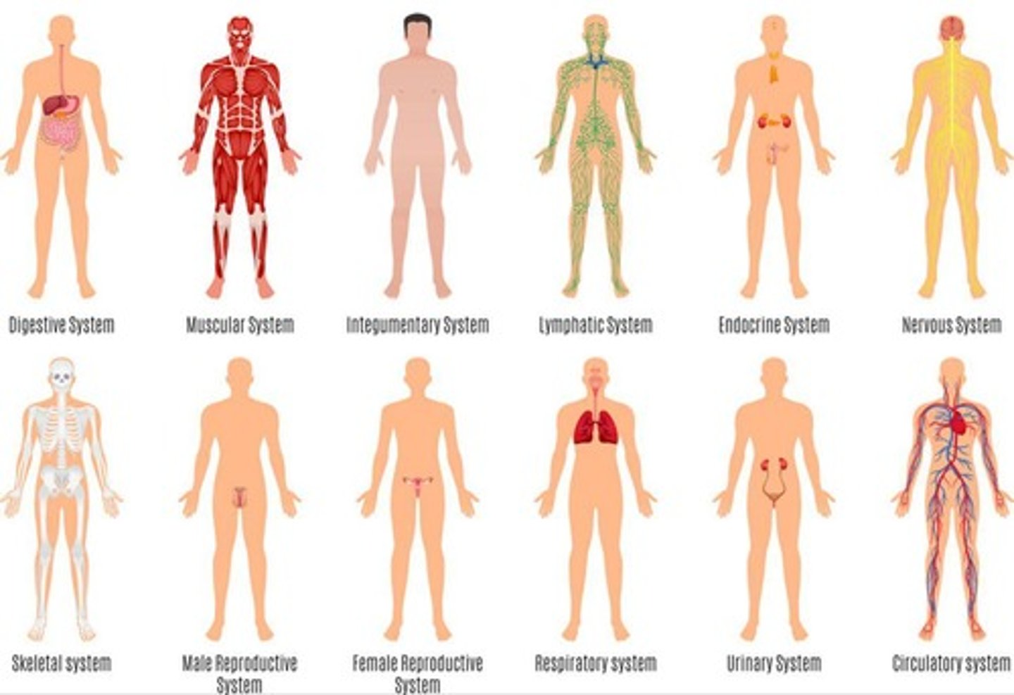 <p>the organ system that includes skin, hair, and nails</p>