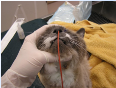 <p>Naso-oesophageal tube placement </p>