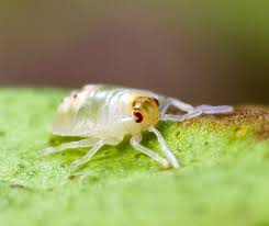 <p>Spider Mite</p>