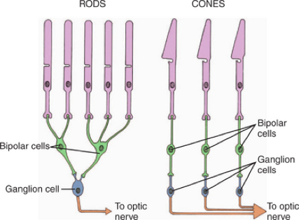 <p>Compare the similiarities and differences between rods and cones</p>
