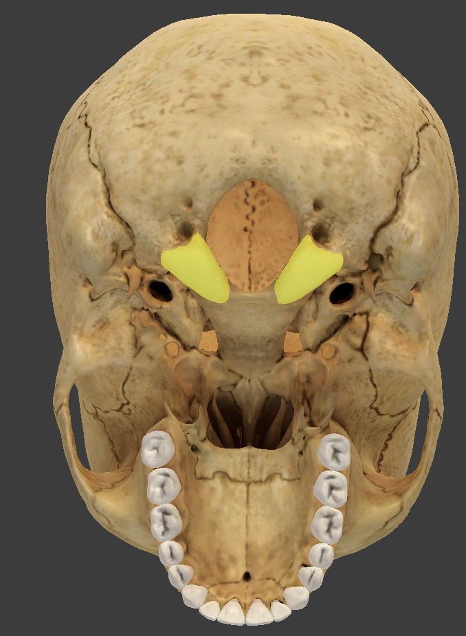 <ul><li><p>articulate with the first bone of the spine</p></li><li><p>small knob where the skulls rests on the vertebral column</p></li><li><p>allows you to nod your head</p></li></ul><p></p>