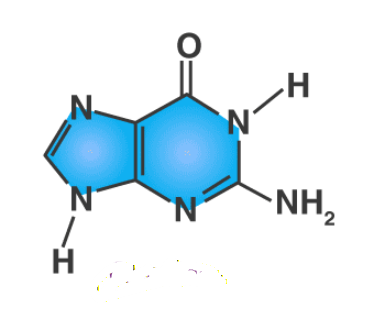 <p>What Nitrogenous base</p>