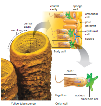 Sponge anatomy.