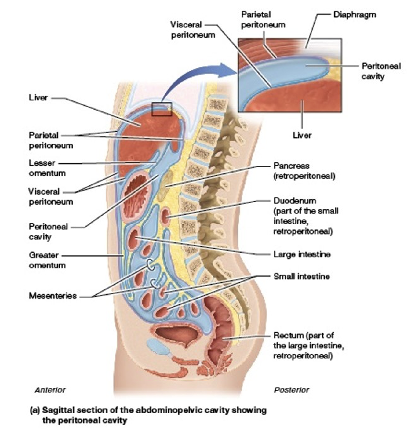 <p><strong>SAD PUCKER</strong></p><ul><li><p><strong>S</strong>uprarenal adrenal glands</p></li><li><p><strong>A</strong>orta/Inferior vena cava</p></li><li><p><strong>D</strong>uodenum (second, third, and fourth parts)</p></li><li><p><strong>P</strong>ancreas (except the tail)</p></li><li><p><strong>U</strong>reters</p></li><li><p><strong>C</strong>olon (ascending and descending)</p></li><li><p><strong>K</strong>idneys</p></li><li><p><strong>E</strong>sophagus</p></li><li><p><strong>R</strong>ectum (middle third)</p></li></ul><p></p>
