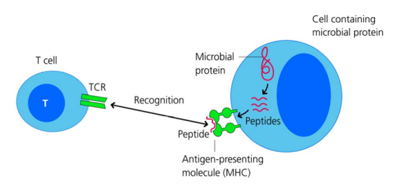 <ul><li><p>Lymphocytes (T & B cells) express <strong>T cell receptors (TCRs) & B cell receptors (BCRs)</strong> with randomly generated specificities</p></li><li><p>Targets are <strong>peptides from pathogens (antigens)</strong> presented via <strong>MHC molecules</strong> to the receptors</p></li><li><p>This allows the immune system to specifically recognise and respond to <strong>non-self</strong> pathogens</p></li></ul><p></p>