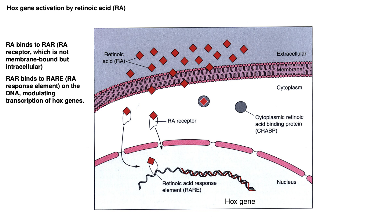 <ol><li><p>small molecule→ diffuses into the developing neural tube</p></li><li><p>crosses cytoplasmic membranes</p></li><li><p>binds to an intracellular receptor (RAR)</p></li><li><p>activates Hox gene expression</p></li></ol><p></p>