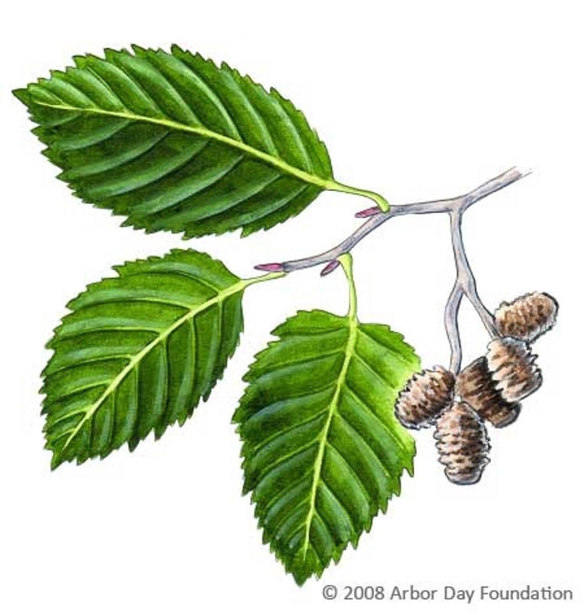 <p>simple, double toothed, alternate; light green twigs, bright red buds; catkins; larger green buds; rounder leaves with more defined serration</p>
