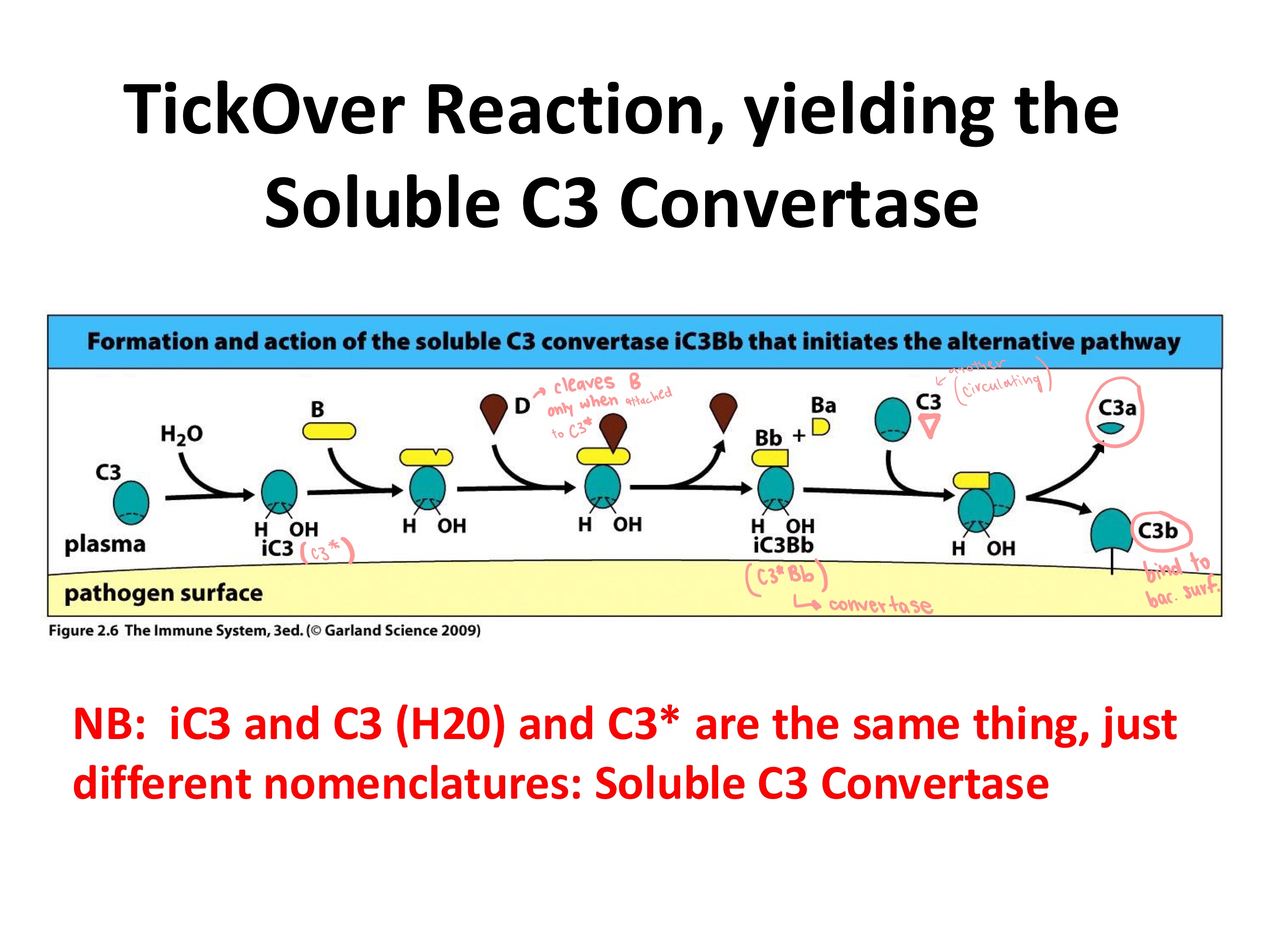 <p><strong>TickOver Reaction: </strong>allows for some active C3 convertase to be available all the time (C3*Bb)</p><ul><li><p>Water slowly attacks C3, forming _</p></li><li><p>Now _ can bind, and is cleaved by _, forming Bb and thus C3*Bb</p></li><li><p>Plasma C3 gets cleaved by C3*bb to _ and _</p></li></ul><p></p>