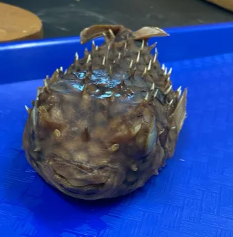<p>Diodontidae (porcupine fishes)</p>