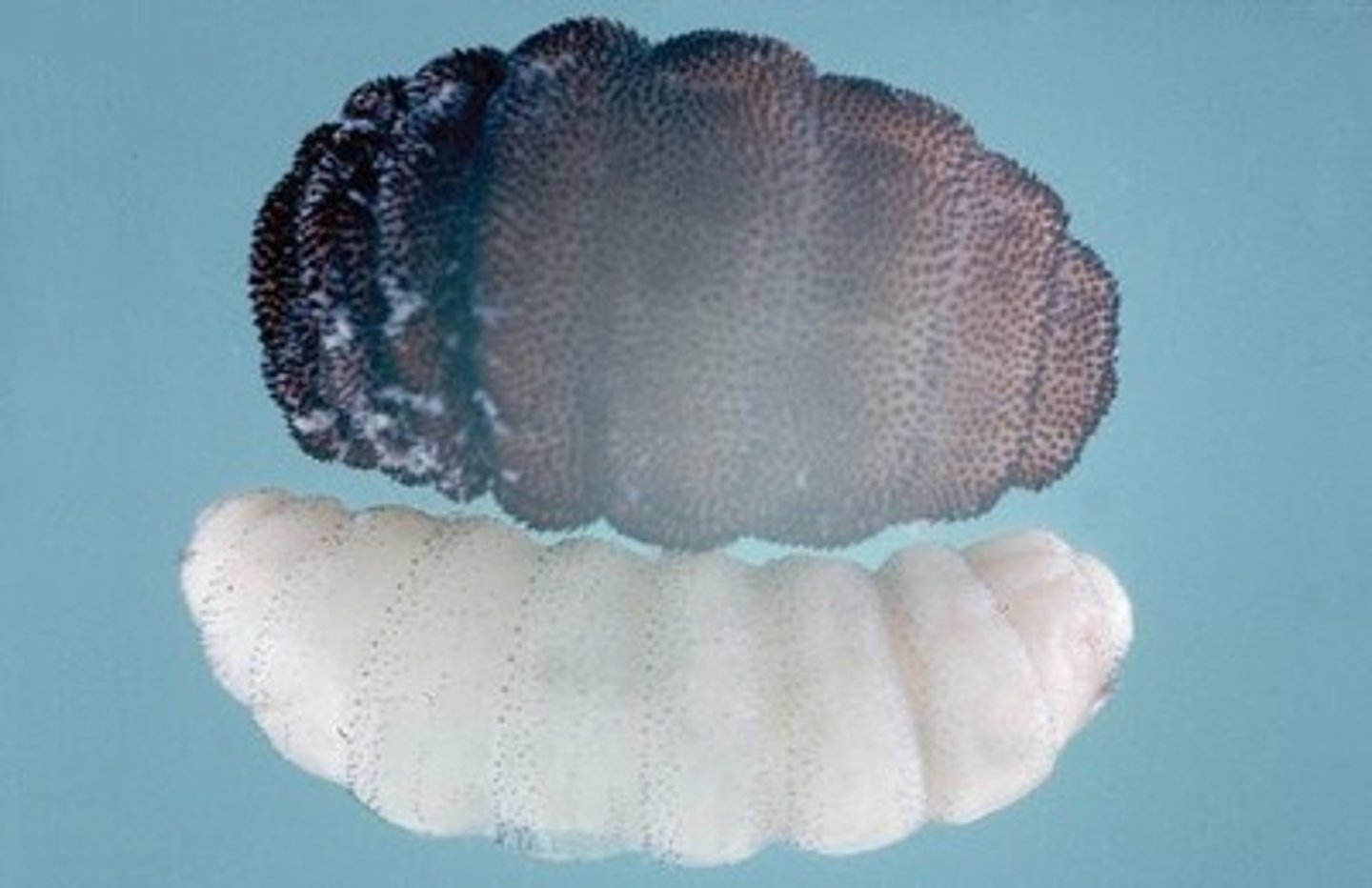 <p>Cuterebra spp.</p>