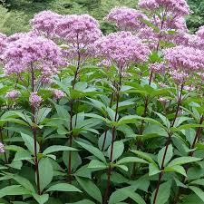 <p>Eastern Joe pye-weed</p>