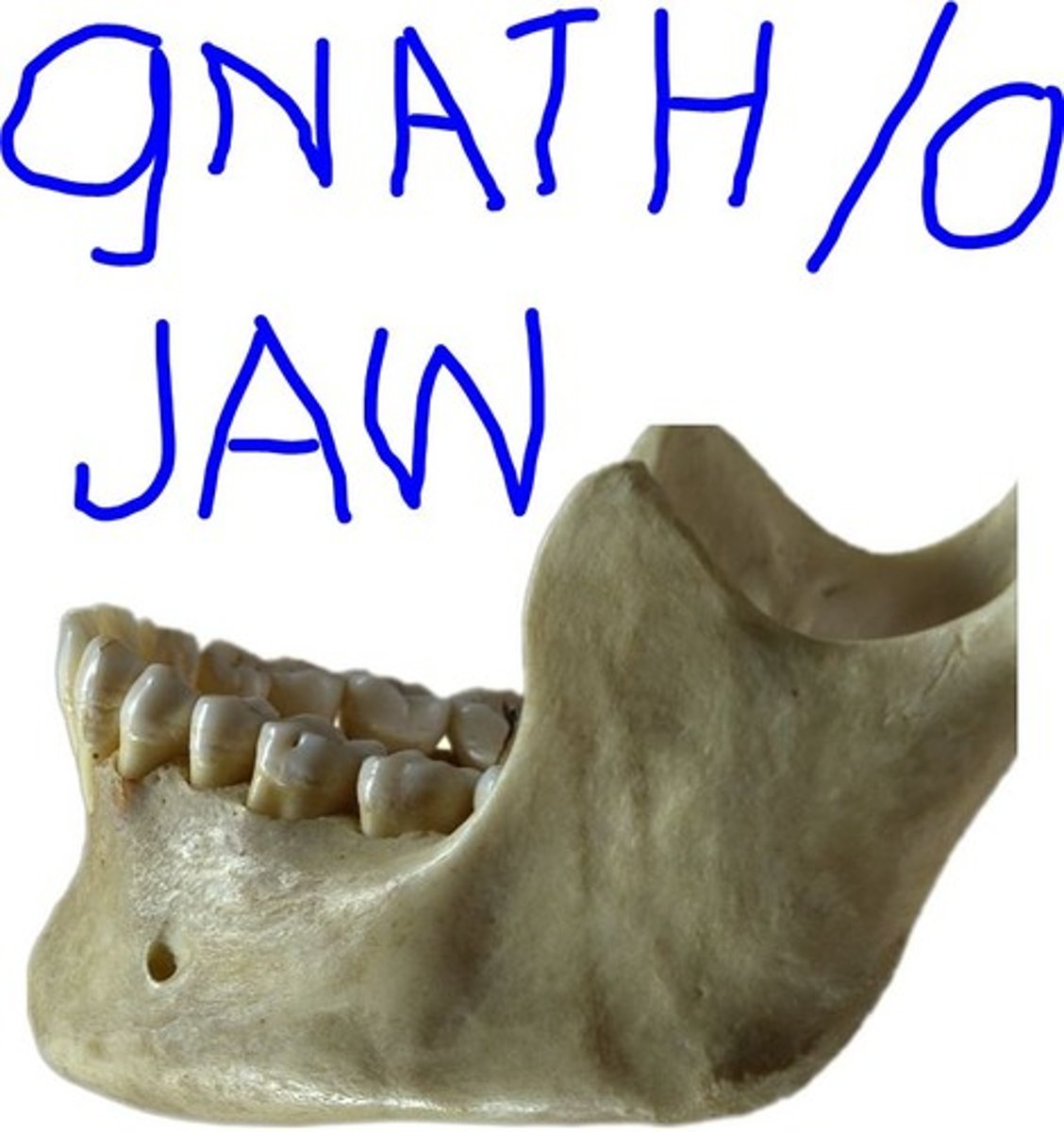 <p>jaw</p>
