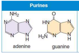 <p>contain two rings in their structure</p><p>Adenine &amp; Guanine (Pure As Gold)</p>